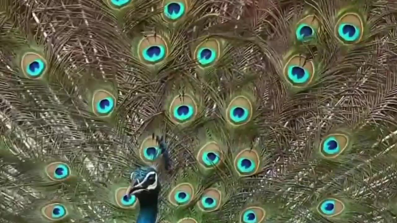 Sound of beutiful bird