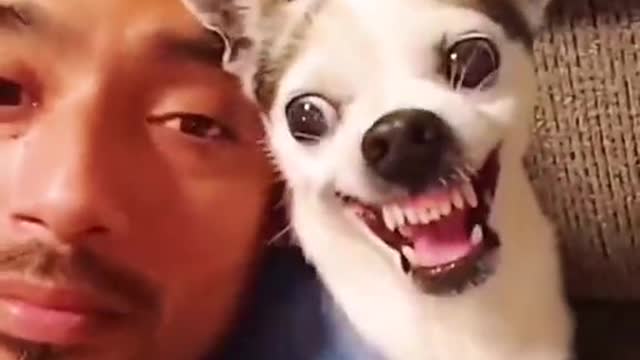 Pet funny videos 2022/dog!