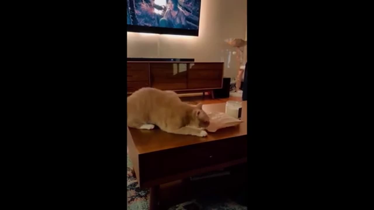 Best Cats funny Videos