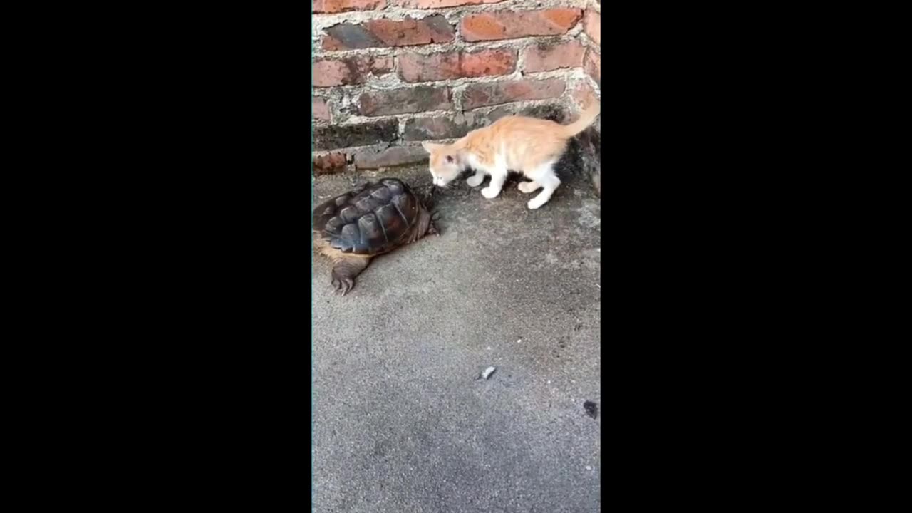 Funniest Animals 2023 😂 - Funniest Cats and Dogs 😺🐶 - Happyy Pett/ Part 22