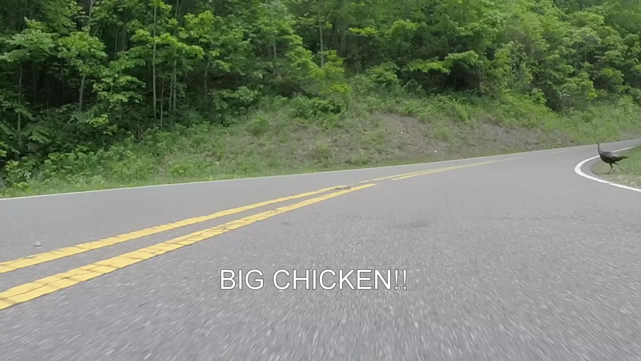 Why did the turkey cross the road?