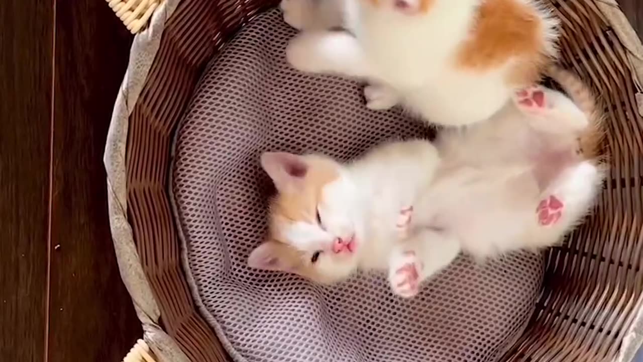 #cat