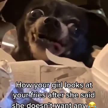 DOG LOOKING TO THE FRIES IN HILLARIOUS WAY
