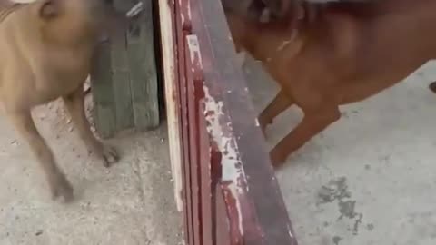 Funny animal