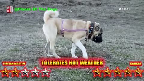 Tibetan Mastiff VS Kangal - Kangal VS Tibetan Mastiff