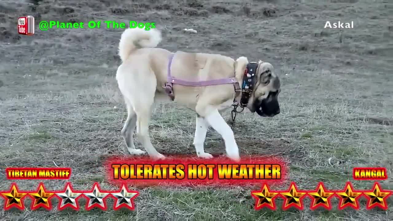 Tibetan Mastiff VS Kangal - Kangal VS Tibetan Mastiff