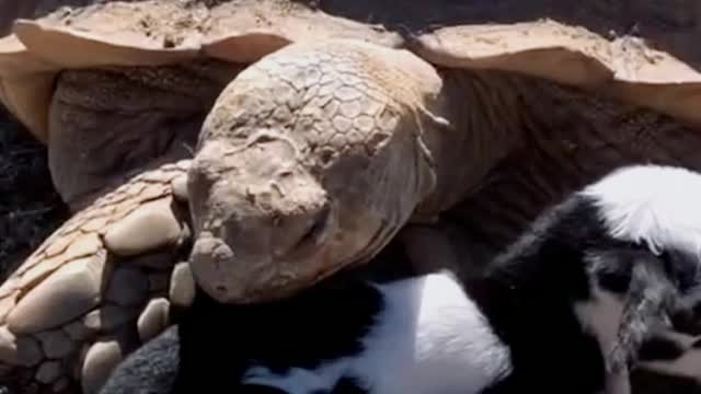 Uncle Turtle protects baby sheep