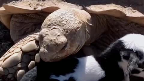 Uncle Turtle protects baby sheep