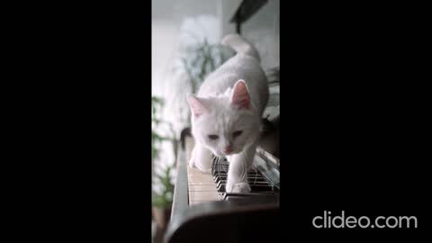 cat walking on piano marching