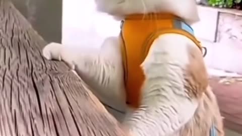 Funny cats video #viral #shorts #entertainment786 #funnycatsvideo #funnycatscompilation