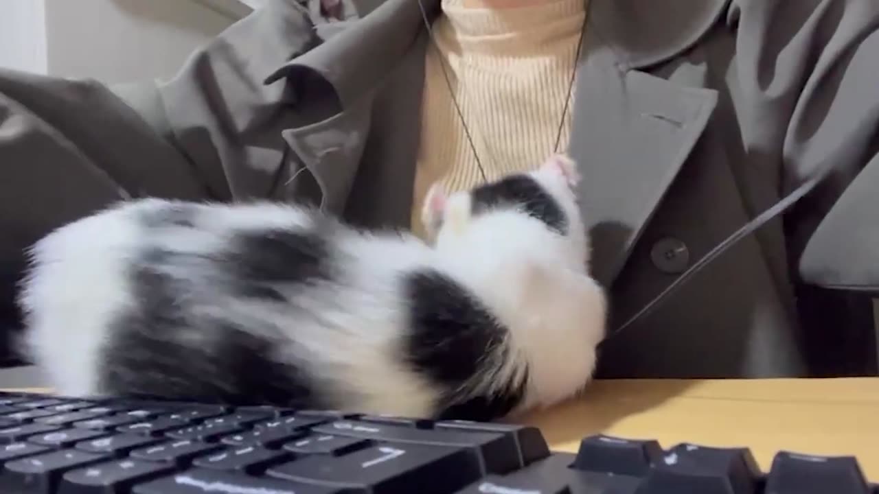 Cute kitten 🥰🥰 | Kitten annoying his mom during work time