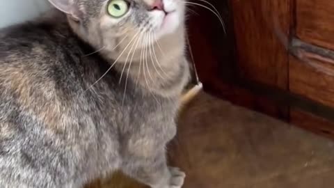 Magical Sounds that Captivate Cats: Learn How to Meow and Attract Them to You! Description: