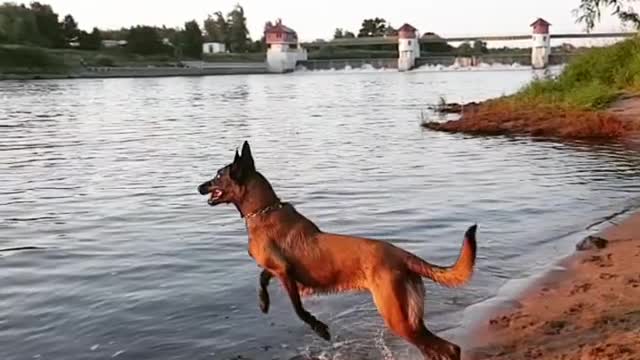 A dog jumping into the river