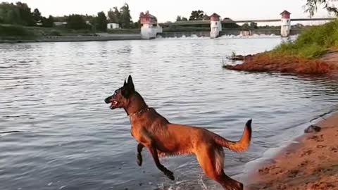 A dog jumping into the river