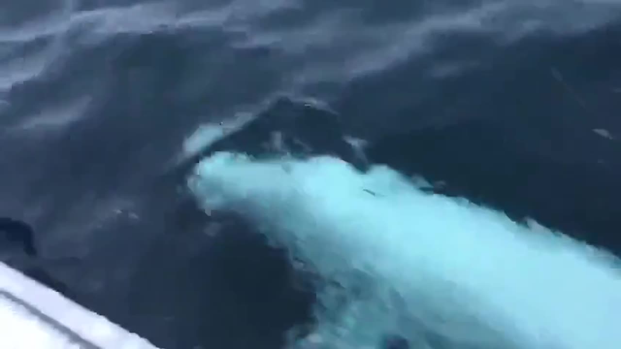 This man is playing fetch with a Beluga Whale