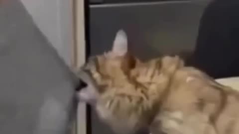 Funny cat video 😂 have a fun