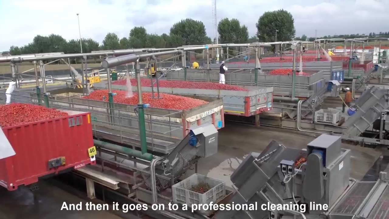 Tomatoes Harvesting Machine - Tomato Processing in Factory - How it made Canned Tomato, ketchup