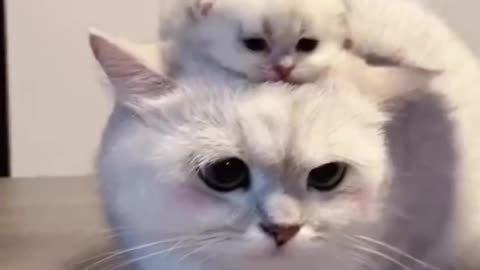 Cute kitten