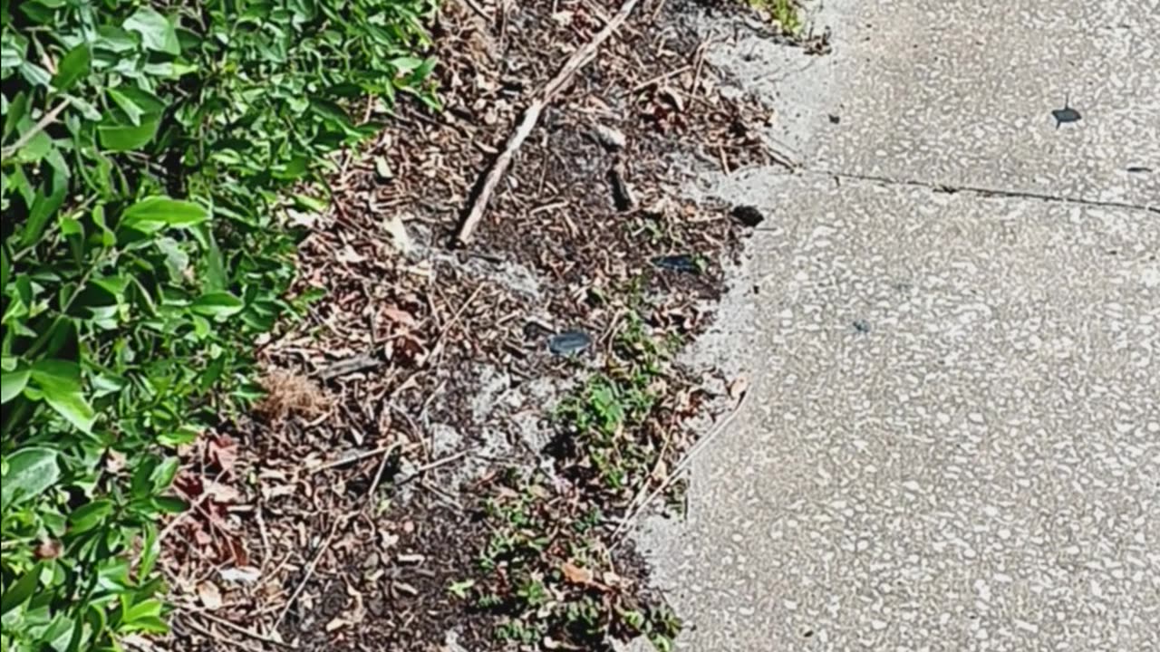 Daily Pay should be an option