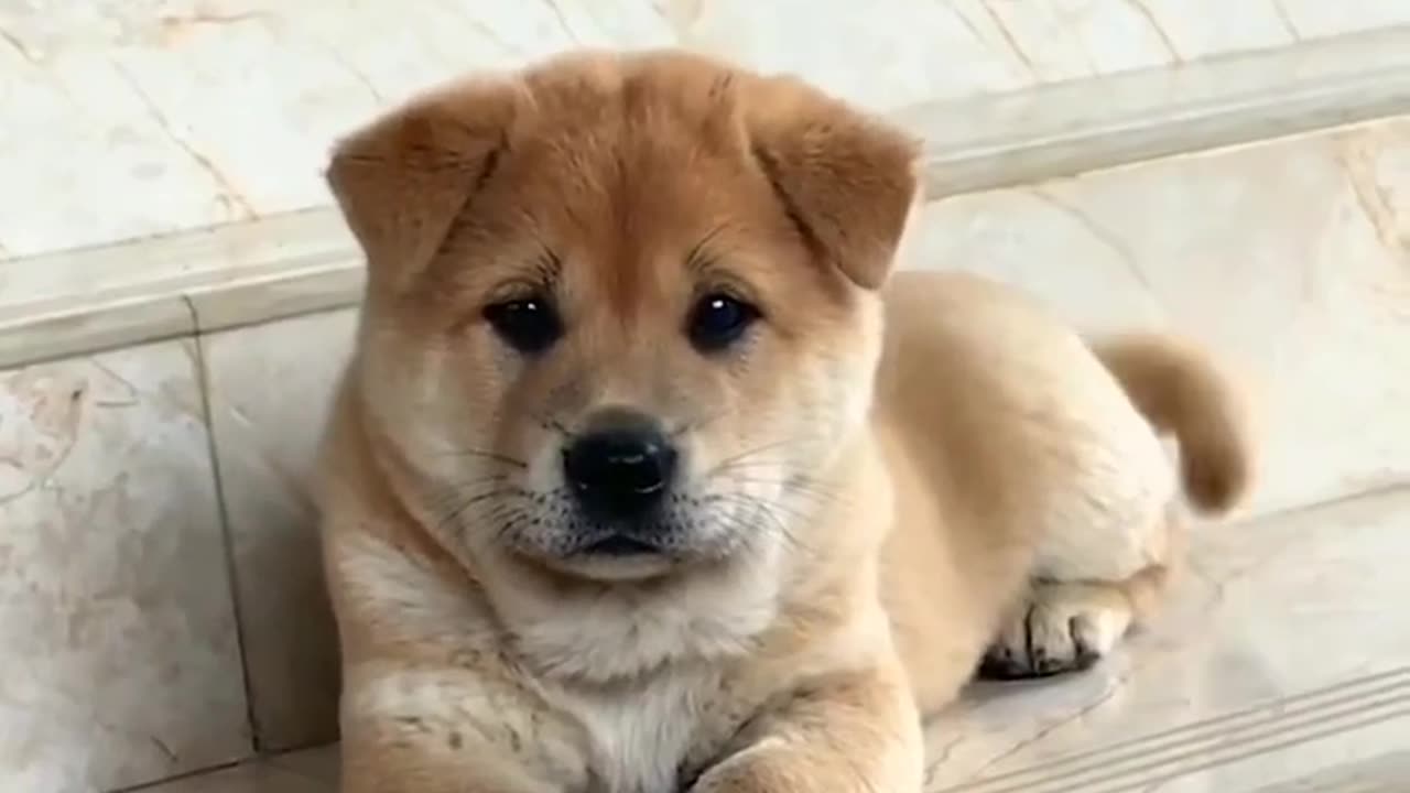Cuteness overload 😍😍😍😍😍
