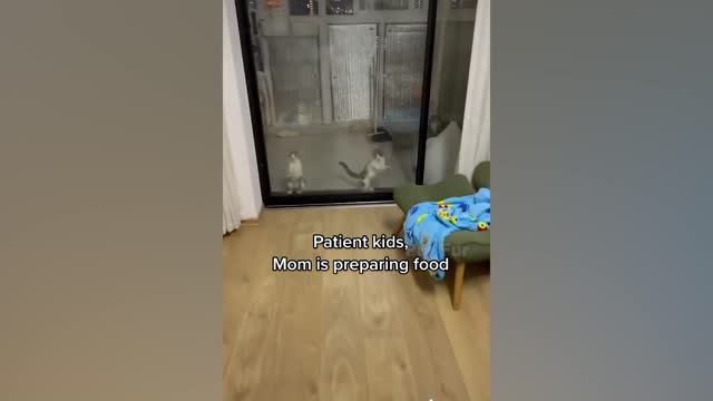 Funniest Animals Video