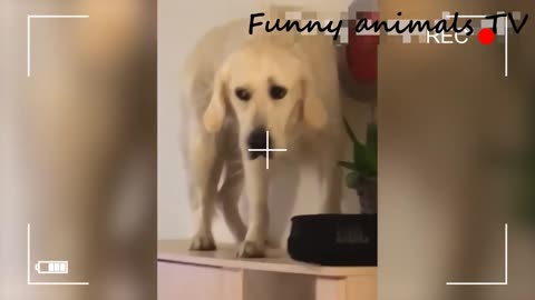 Funny animals - funny cats and dogs. Funny video about animals