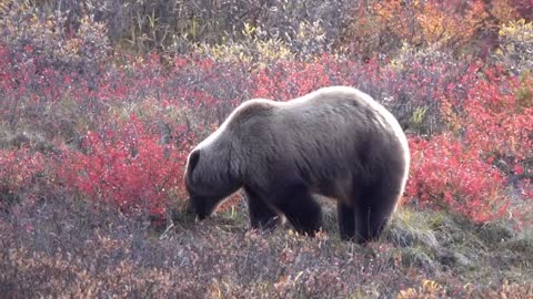 Grizzly Berry Picking
