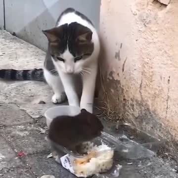 Funny cat video2021