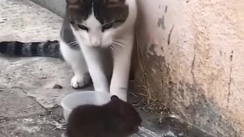 Funny cat video2021