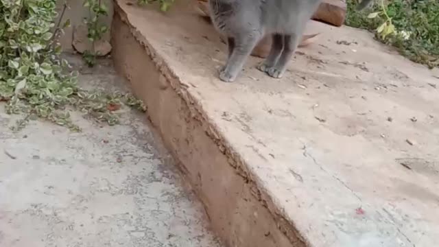 A cat is looking for something and l do not know