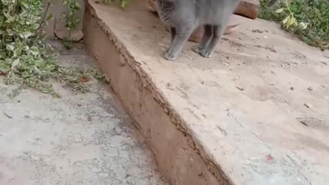 A cat is looking for something and l do not know