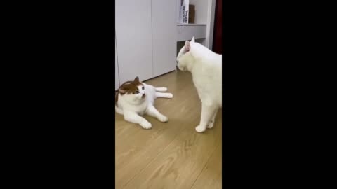 Two cat fight