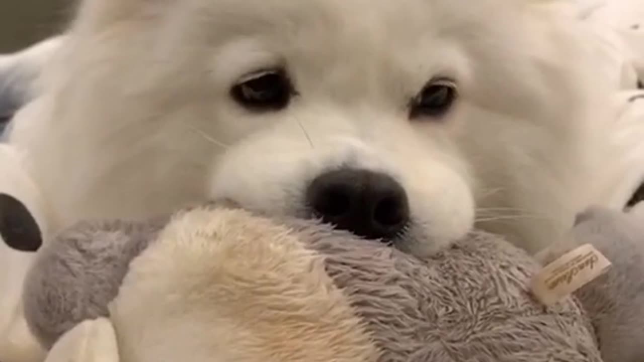 Samoye's ears are truly healing