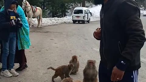 Funny Monkeys of Galiyat Abbottabad