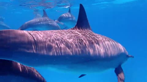 A flock of dolphins .