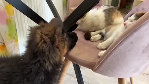 German Shepherd Puppy Reacts to Cats