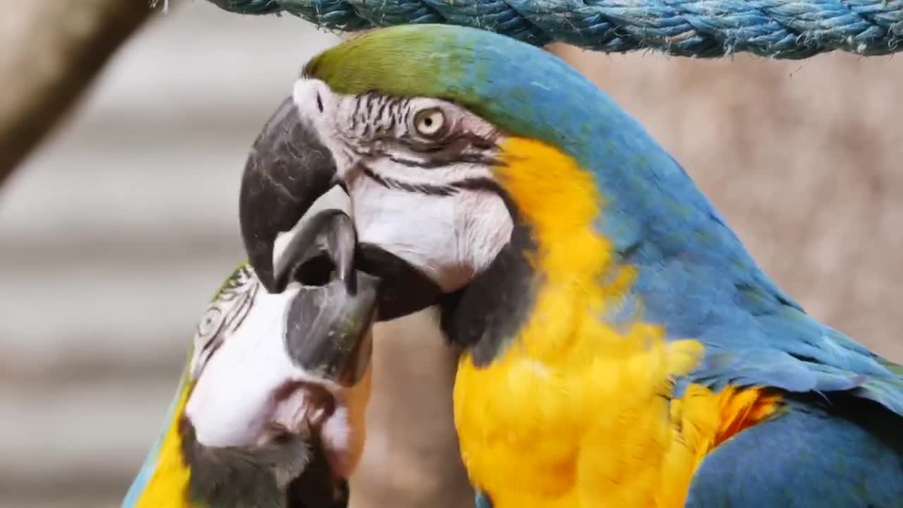 What a beautiful parrot while he eats with his wife