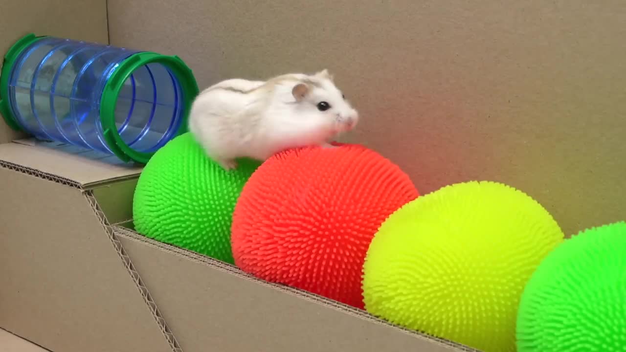 🐹 Hamster Escapes the Pop It Maze for Pets in real life 🐹 Homura Ham-6