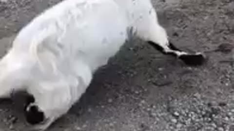 Funny farm goat