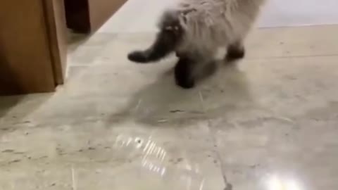 Funny video animals