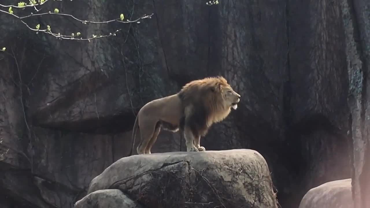 Epic Lion Roar at Lincoln Park Zoo