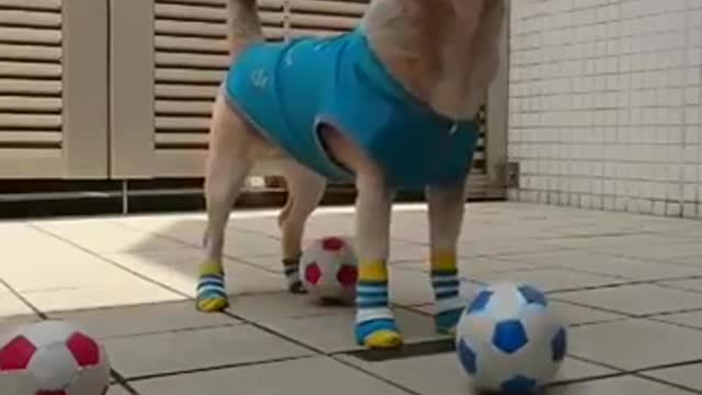 Funnny Dog Video