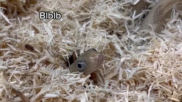 Who's this coming into my home