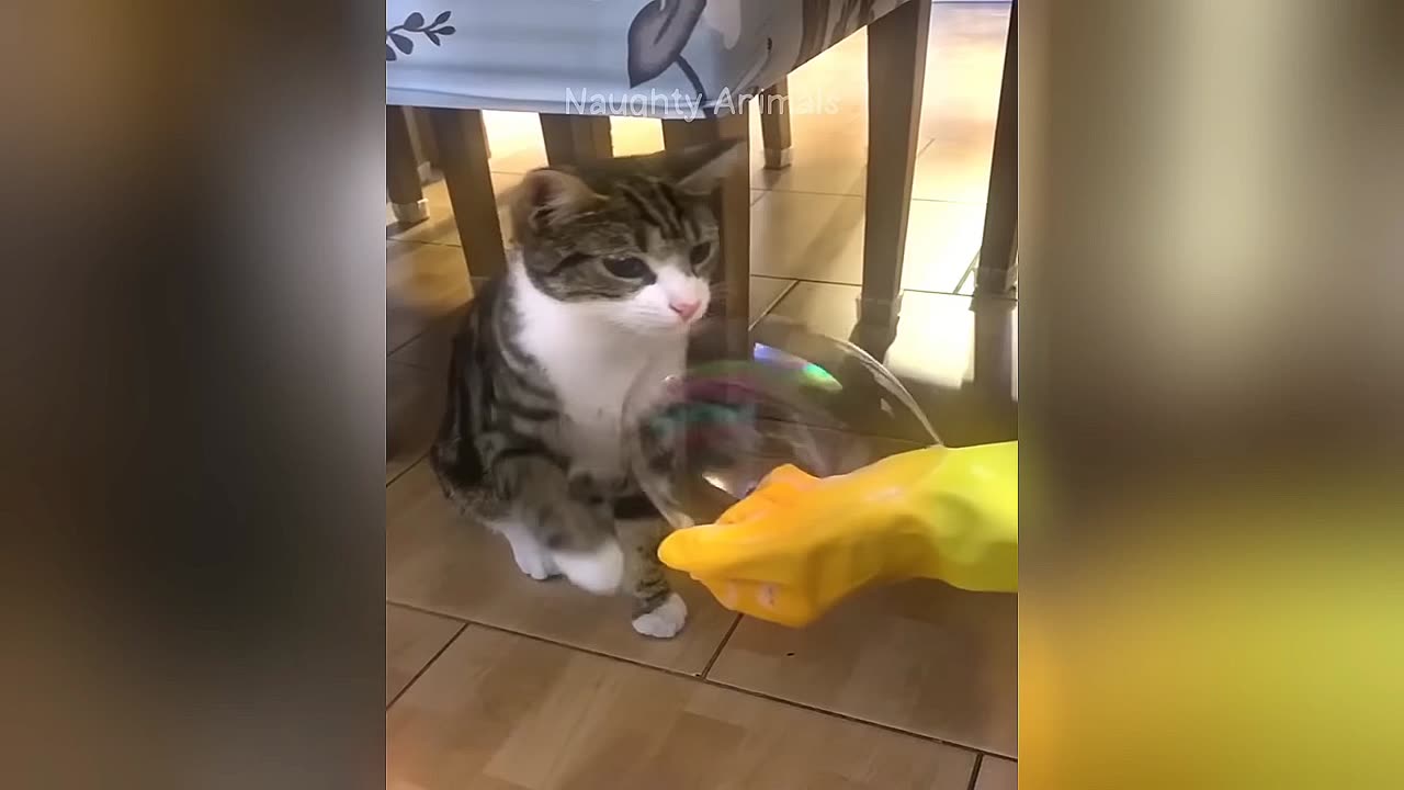 Funny Animal Compilation 😂 Most Hilarious and cute animals