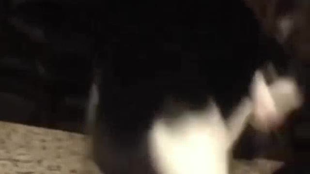 Try not to laugh challenge impossible