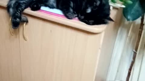 Cat Spit is cute