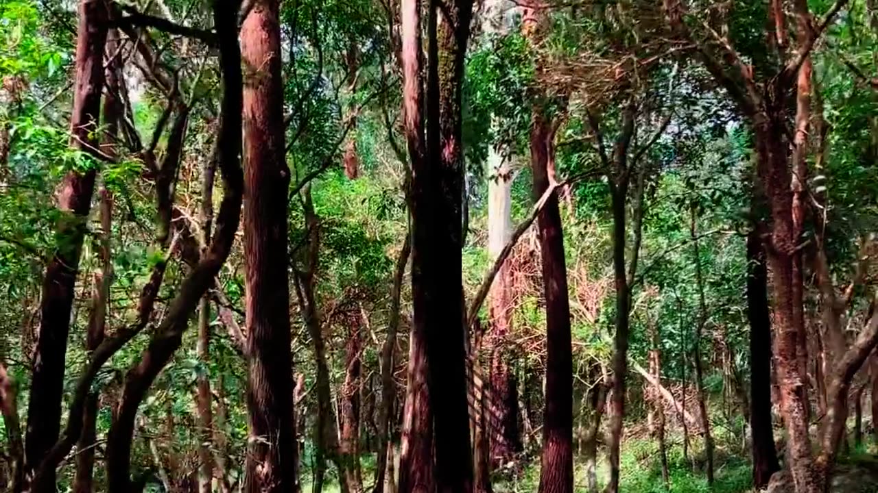 Fog-Covered Bliss: Wayanad's Nadukani Estate | Kerala, India 🌄