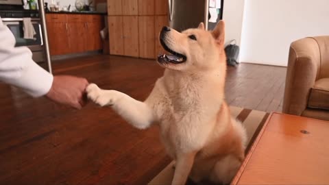 Cute and attractive dog video✨