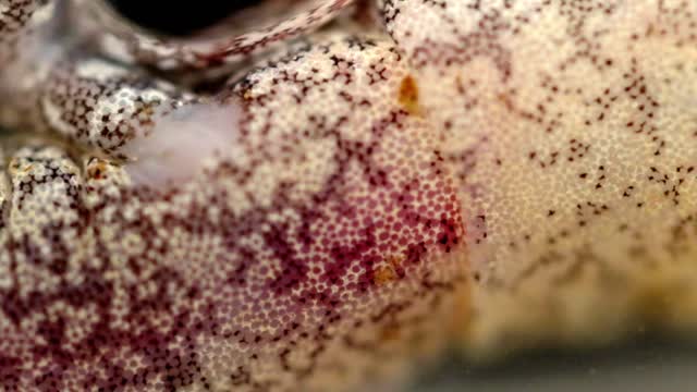 Heartbeat and blood flow through an Eastern Red Back Salamander