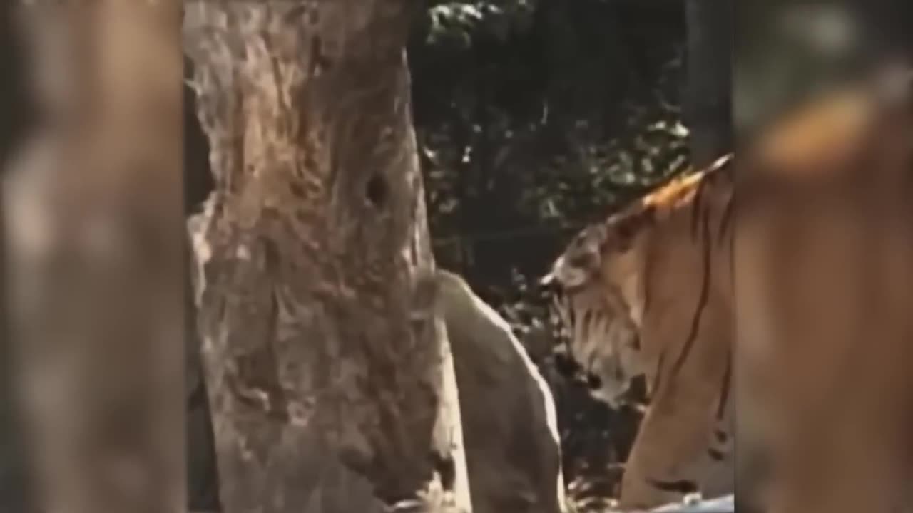 Tiger v Lion